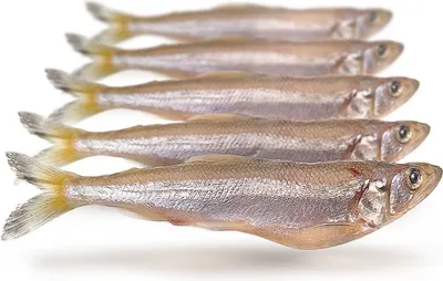 Produktbild von Köderfische Stint XL - Vakuumverpackt | 16-22CM | 5-6ST