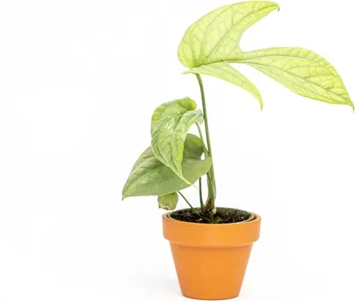 Obrázek produktu pro Gardners Monstera Amydrium Medium Silver, průměr 6 cm