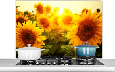 Obrázek produktu pro KitchenYeah® Splashback - Kuchyňský splashback - Ochrana stěny sporáku a dřezu - Slunečnice - Žlutá - Květiny - Sun 100x65 - Alu-Dibond (alternativa ke skleněnému splashbacku) - Tepelně odolný - H