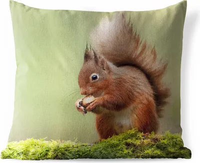 Produktbild von MuchoWow® Outdoor Kissen - Rotes Eichhörnchen - 60x60 cm - Wetterfest - Lounge Kissen - Dekoration - Schlaf Kissen