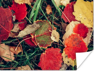 Produktbild von MuchoWow® Poster Blätter - November - Herbst - Natur 120x90 cm - Wandbild