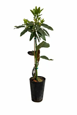 Produktbild von Avocado Baum „Bacon“ 120–160 cm im Topf – Avocadopflanze für Balkon Terrasse Zimmer, winterhart Kübelpflanze Obstbaum