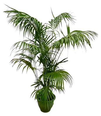 Produktbild von Kentia Palme XL - 240-260cm - Ø35cm - Zimmerpflanze - Immergrün
