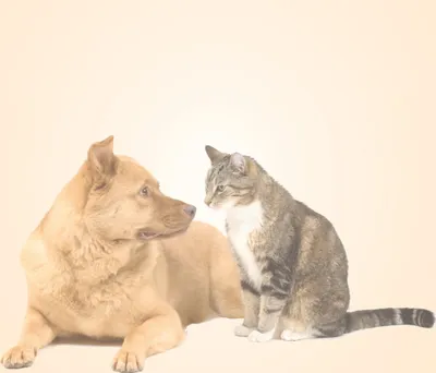 Produktbild von Motivpapier Briefpapier (Tiere-5076, DIN A4 100 Blatt) Hund und Katze schauen sich an