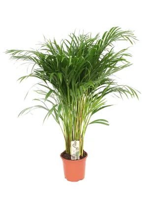 Image de Dypsis Lutescens