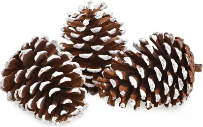 Produktbild von Tannenzapfen Pinienzapfen mit Schneespitzen Bastelmaterial 3er Set ca Ø 7x10 cm