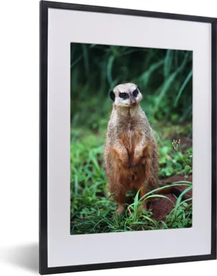 Produktbild von MuchoWow® MuchoWow® Gerahmtes Poster Gras - Erdmännchen - Tier 30x40 cm - Poster mit zchwarzem Bilderrahmen - Wandposter Schlafzimmer