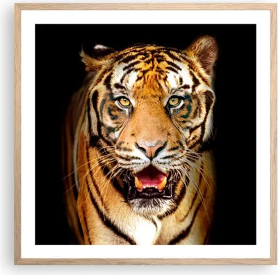 Produktbild von Gerahmtes Poster - Rahmen in heller Eiche - tiger tier - 60x60 cm - Wand Bild - Wanddeko - Wandbilder - Kunstposter - Wandposter - Bilderrahmen - Bilder - Kunstdruck - Wandbild - P2NAC60x60-4103