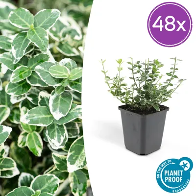 Productafbeelding van Euonymus fort. 'Emerald Gaiety' | 48 stuks - 10-25cm - Ø9cm - Tuinplant