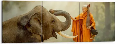 Produktbild von Bild auf Leinwand - Leinwandbild - Elefant Mönch Stoßzahn - 150x50cm - Wand Bild - Wanddeko - Leinwanddruck - Bilder - Kunstdruck - Wanddekoration - Leinwand bilder - Wandkunst - CA150x50-3484
