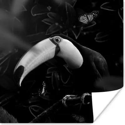 Produktbild von MuchoWow® Poster Tukan umgeben von Schmetterlingen im Dschungel - schwarz und weiß 100x100 cm - Babyzimmer