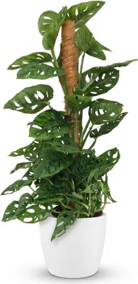 Produktbild von Monstera Adansonii Monkey Mask am Moosstab Fensterblatt 90cm Ø19cm Zimmerpflanze