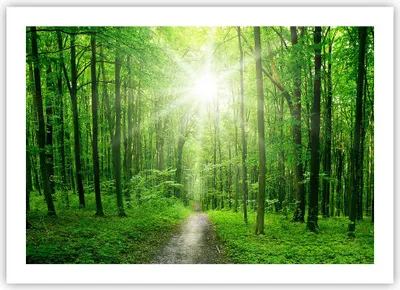 Produktbild von Poster - Poster ohne Rahmen - Sonnenstrahlen Wald Sommer - 70x50 cm - Wand Bild - Wanddeko - Wandbilder - Kunstposter - Wandposter - Bilder - Kunstdruck - Wanddekoration - Wandbild - P2XAA70x50-2689