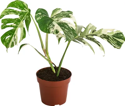 Produktbild von Dehner Fensterblatt Variegata, Monstera deliciosa, grün-weiß panaschierte Blätter, 30-40 cm inkl. Pflanztopf, Ø Topf 17 cm, Zimmerpflanze