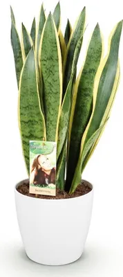 Zdjęcie produktu dla Sansevieria Laurentii – język teściowej – roślina doniczkowa, zielono-żółta