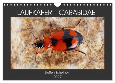 Produktbild von LAUFKÄFER - CARABIDAE (Wandkalender 2027 DIN A4 quer), CALVENDO Monatskalender