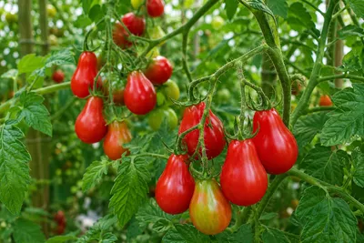 Produktbild von SaatPilot Tomate 'Red Pear' 50 Samen Birnentomate, KI-generiertes Bild