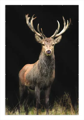 Produktbild von Wallario Wandbild Stattlicher Rothirsch, Größe: 61 x 91,5 cm, Poster mit rahmenlosen Bildhalter