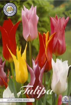 Artikelbild 2 von 'Tulpe Lilyflowering Mix (7 Stück)' aus der Kategorie Tulpenzwiebeln