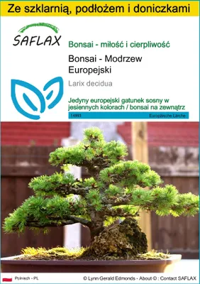Zdjęcie produktu dla SAFLAX - Zestaw do uprawy - Bonsai - Modrzew Europejski - 75 Nasiona - Z mini szklarnią, podłożem uprawowym i 2 doniczkami - Larix decidua