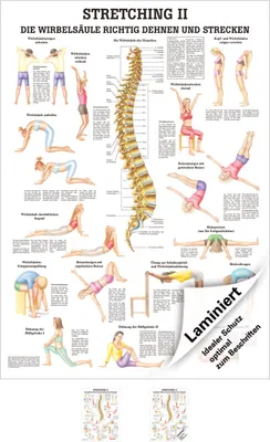 Produktbild von Stretching II Mini-Poster Anatomie 34x24 cm medizinische Lehrmittel