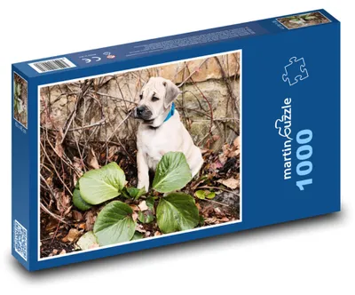 Obrázek produktu pro Puzzle 1000 Malý pes průzkumník - martinpuzzle
