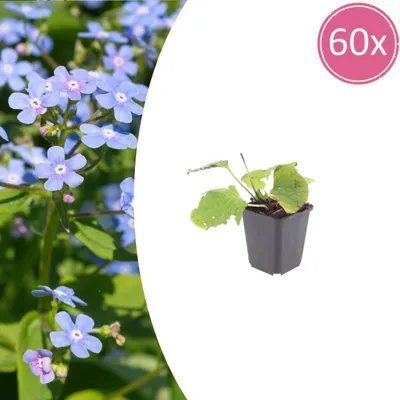 Produktbild von Brunnera macrophylla | 60 Stück - 10-25cm - Ø9cm - Gartenpflanze