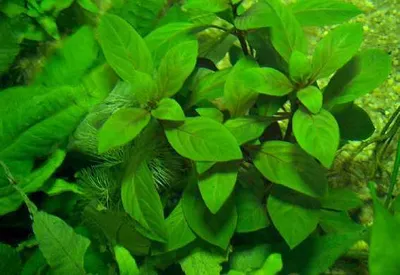 Produktbild von 1 Topf Hygrophila stricta, Riesenwasserfreund