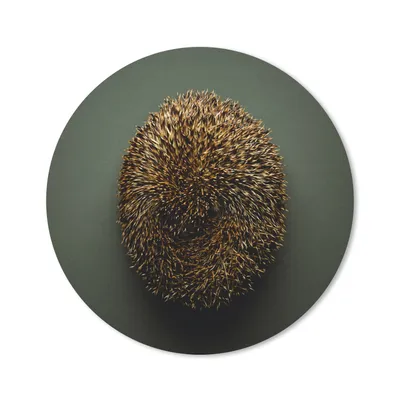 Produktbild von MuchoWow® Mauspad Mousepad Igel - Braun - Grün 20x20 cm - Mousepads - Maus Mat - Pad - Mausunterlage - Schreibtischmatte