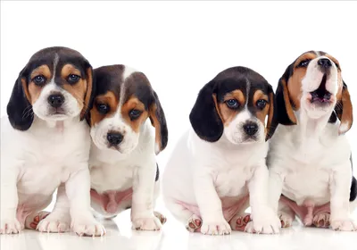 Produktbild von Vlies Fototapete Tiere 450x315 cm Tapeten Wandtapete XXL Hund Haustiere Welpen Puppy g-B-0203-a-a