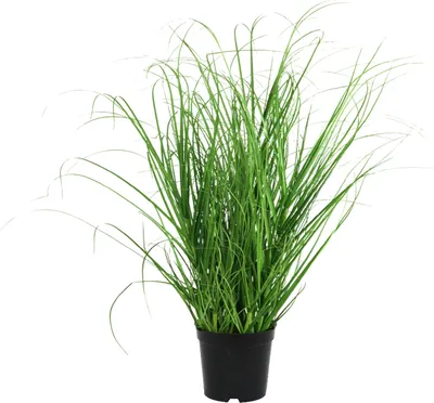 Produktbild von Kunstpflanze Gras, GRASBUSCH IM TOPF. Ca. 40cm. OHNE Übertopf.