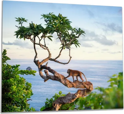 Produktbild von Wallario Herdabdeckplatte aus Glas, Größe 60 x 52 cm 1-teilig, Motiv Affe auf Baum
