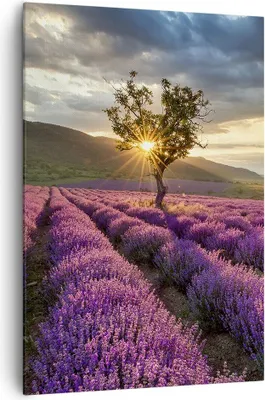 Produktbild von Bild auf Leinwand - Leinwandbild - Einteilig - Lavendel Berge Feld - 70x100cm - Wand Bild - Wanddeko - Wandbilder - Leinwanddruck - Wanddekoration - Leinwand bilder - Wandbild - PA70x100-3645