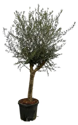 Produktbild von Olea Lorc - Olivenbaum - 175-200cm - Ø45cm - Gartenpflanze