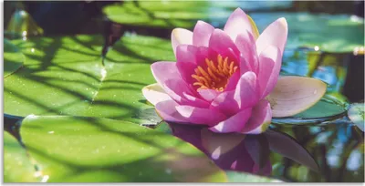 Produktbild von ARTland Wandbild Alu für Innen & Outdoor Seerose Nahaufnahme Größe: 40x20 cm