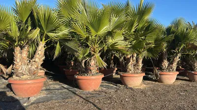 Produktbild von Sunny Tree - Palme - Washingtonia Robusta - Multi-stamm - 180 Zentimeter inklusif Topf - Mexikanische Fächerpalme - In Decotopf