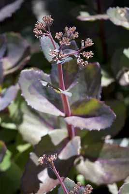 Produktbild von Sedum hybridum 'Matrona', Fetthenne, rosa Blüten, 2 Liter Container