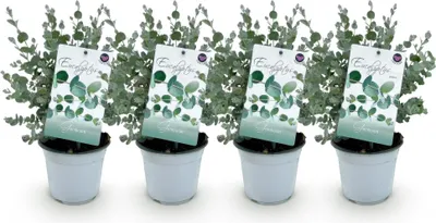 Image de Green boutiQ - Plante de terrasse - Arbre d'eucalyptus - Eucalyptus gunni  - Gris - 4 plantes - Résistant au froid - Pot de 14 cm, hauteur 30 cm