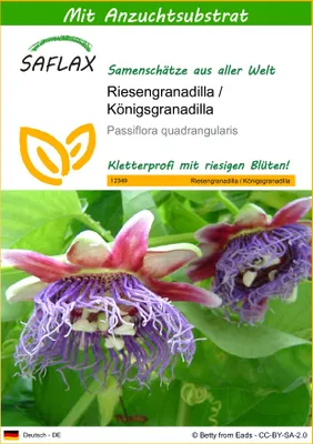 Produktbild von SAFLAX - Riesengranadilla / Königsgranadilla - 12 Samen - Mit keimfreiem Anzuchtsubstrat - Passiflora quadrangularis