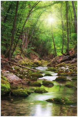 Produktbild von Wallario Premium Glasbild, freischwebende Optik, kräftige Farben, Größe 90 x 60 cm Motiv Fluss im Wald