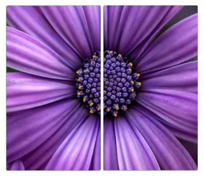 Produktbild von Spritzschutz Herdabdeckplatte Schneidebrett aus Glas Blume Nahaufnahme 2-Teilig (60x52cm)