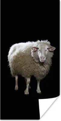 Produktbild von MuchoWow® Poster Schafe - Nutztiere - Schwarz 60x120 cm - Wandschmuck