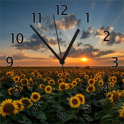 Produktbild von Wallario Design Wanduhr Sonnenblumenwiese vor Wolken mit Sonnenuntergang aus Echtglas, Größe 30 x 30 cm