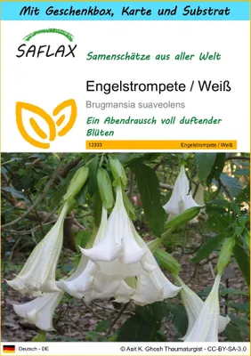 Produktbild von SAFLAX - Geschenk Set - Engelstrompete / Weiß - 10 Samen - Mit Geschenk- / Versandbox, Versandaufkleber, Geschenkkarte und Anzuchtsubstrat - Brugmansia suaveolens