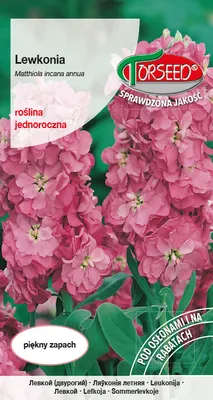 Produktbild von Excelsior rosa Sommer levconia Samen 0.5g - Torseed