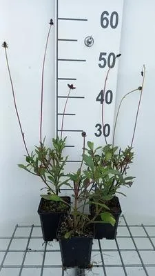 Obrázok produktu pre 6 x Cosmos atrosanguineus - Čokoládový kvet - kvetináč 9 x 9 cm