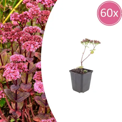Immagine prodotto di Sedum 'Matrona' | 60 piante - 10-25cm - Ø9cm - Pianta da giardino