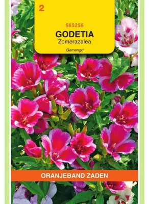 Imagen del producto de Semillas de Godetia Whitneyi, variedad "Azaleenbluetige", color azul lavanda. Paquete de 1 unidad