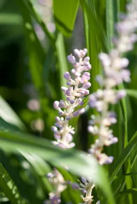 Productafbeelding van muscari Liriope muscari 'Monroe White' 10-25cm Ø9cm 6 planten wintergroen