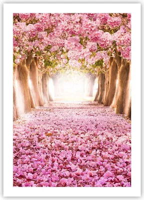 Produktbild von Poster - Poster ohne Rahmen - Baum Blumen Kirsche Natur - 50x70 cm - Wand Bild - Wanddeko - Wandbilder - Kunstposter - Wandposter - Bilder - Kunstdruck - Wanddekoration - Wandbild - P2XPA50x70-2794